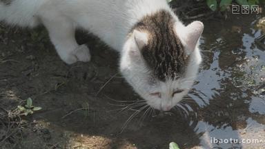 猫咪喝水4K实拍
